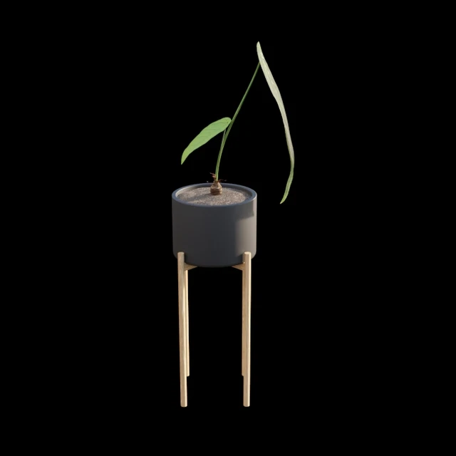 Anthurium Warocqueanum — Скачать