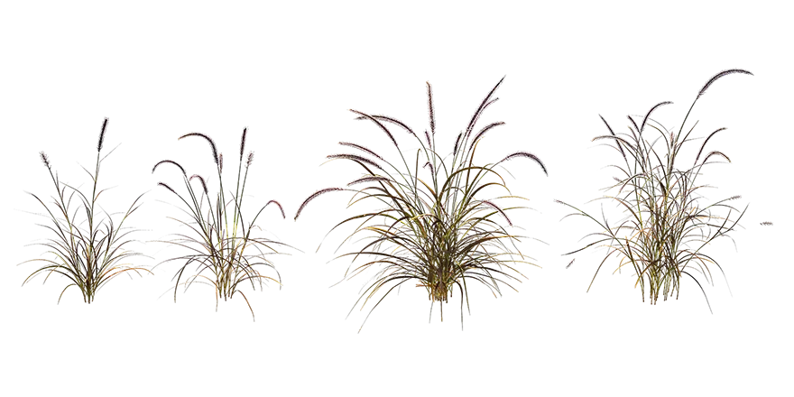 red fountain grass 001 — Скачать