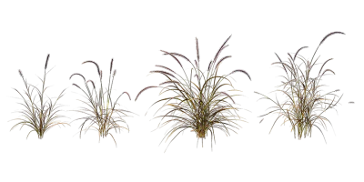red fountain grass 001 — Скачать