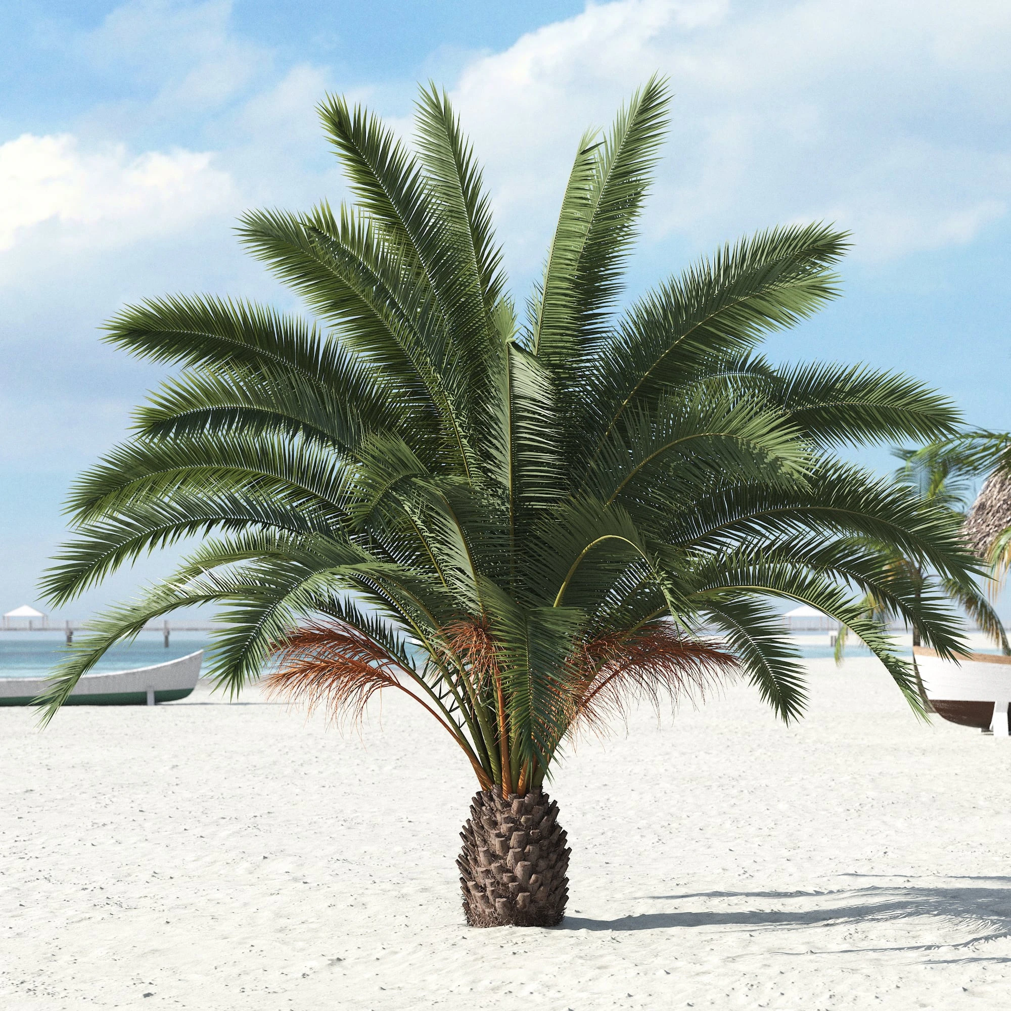 palm trees 013 — Скачать