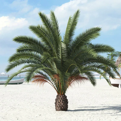 palm trees 013 — Скачать