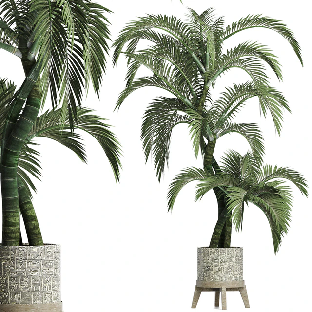 Plants Collection 162 Egyptian Palm — Скачать