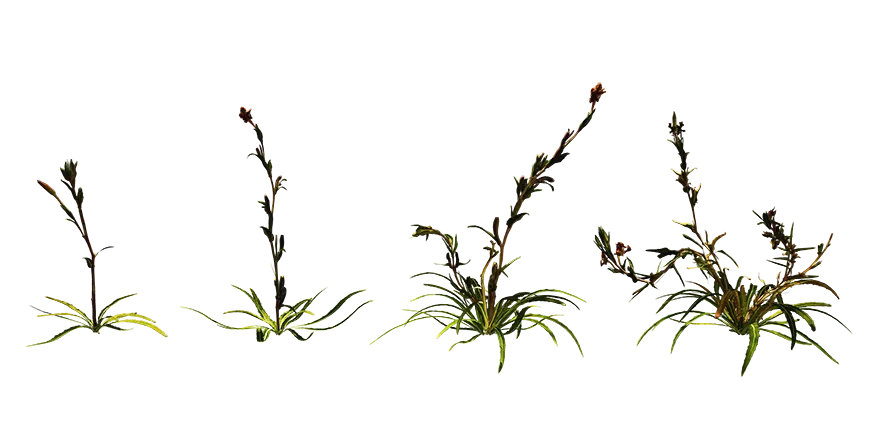 evening primrose 001 — Скачать