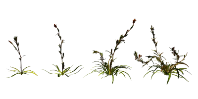 evening primrose 001 — Скачать