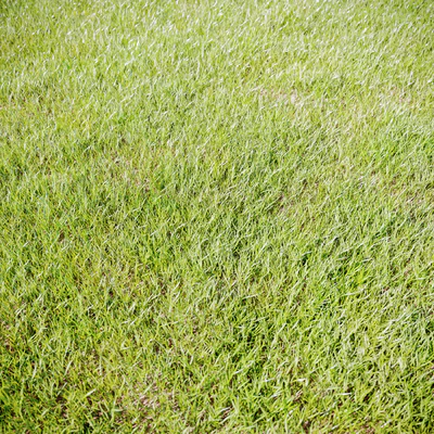 Grass for landscaping — Вид 3