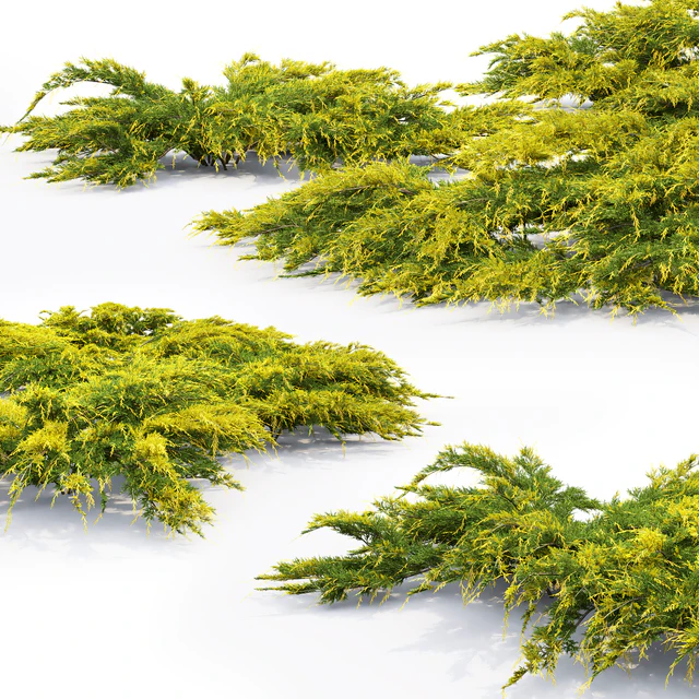 Можжевельник средний Ауреа | Juniperus Pfitzeriana Aurea #2 — Скачать