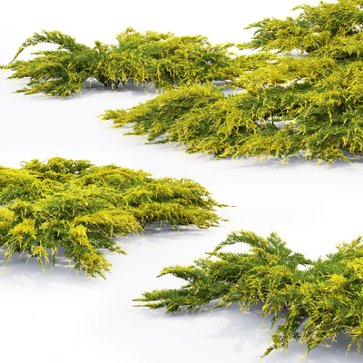 Можжевельник средний Ауреа | Juniperus Pfitzeriana Aurea #2 — Вид 3