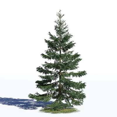 coniferous trees 023 — Скачать