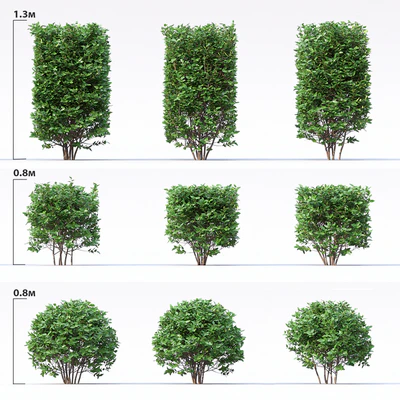 Cotoneaster — Вид 1
