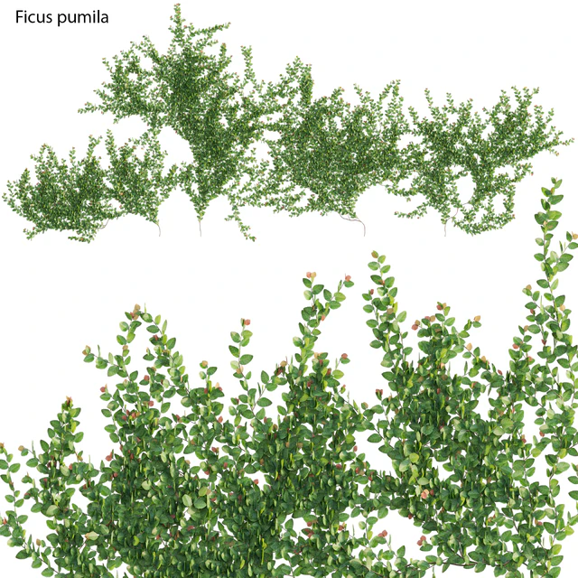 Ficus pumila – Creeping Fig – Climbing fig — Descargar