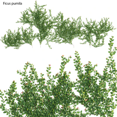 Ficus pumila – Creeping Fig – Climbing fig — Ver 1
