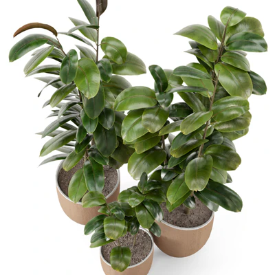 Indoor Plants in rusty Concrete Pot - Set 692 — Вид 3