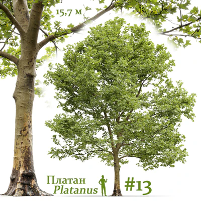 Plane-tree / Sycamore / Platanus #13 — Ver 1