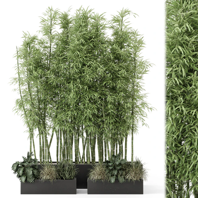 Indoor Plants Bamboo Set in rusty Concrete Pots - Set 1894 — Descargar