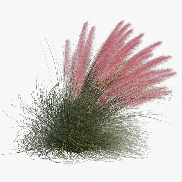 Muhlenbergia Capillaris - Pink Muhly Grass 04 — Скачать