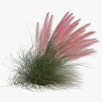 Muhlenbergia Capillaris - Pink Muhly Grass 04 — Вид 3