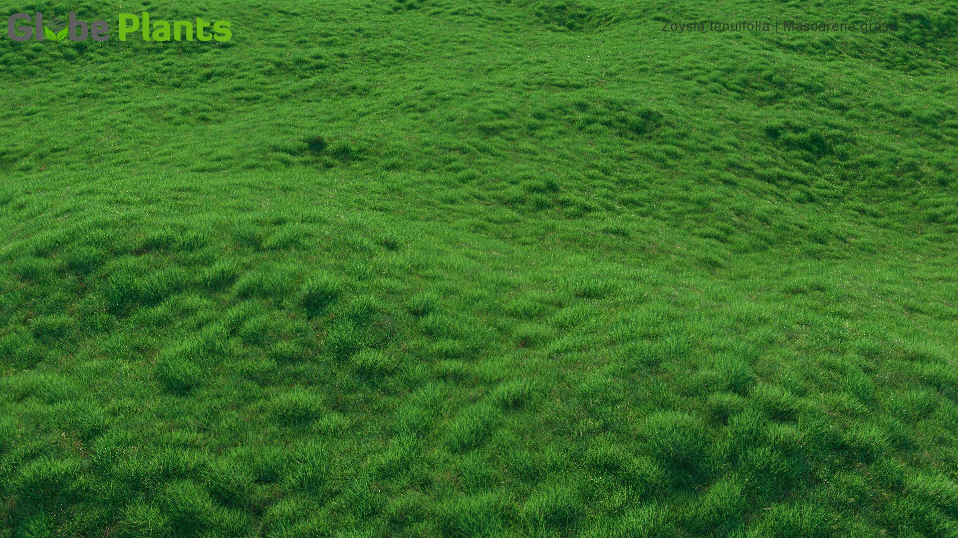 zoysia tenuifolia — Download