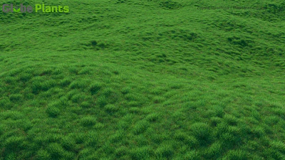 zoysia tenuifolia — download