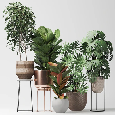 Plant collection02 — Ver 1