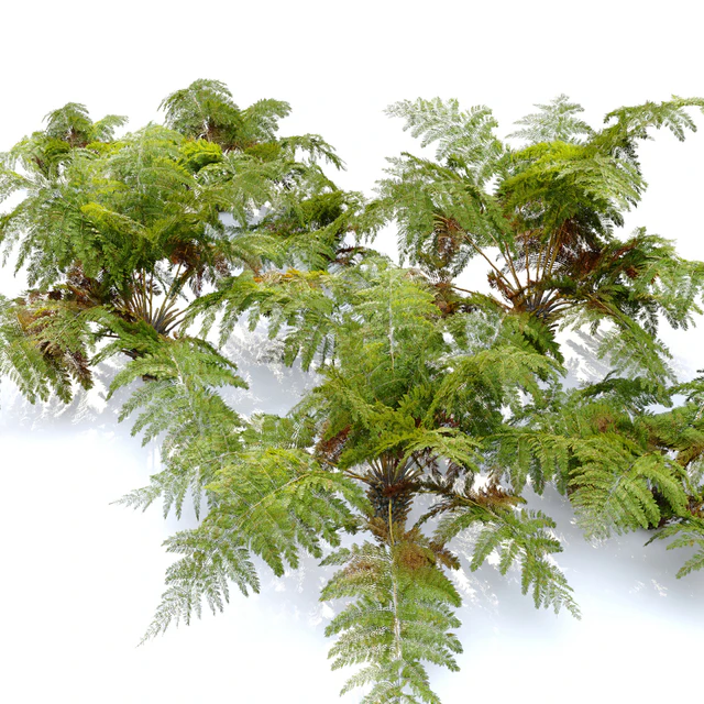 tree fern 04 — Download