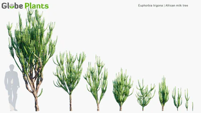 euphorbia trigona — descargar