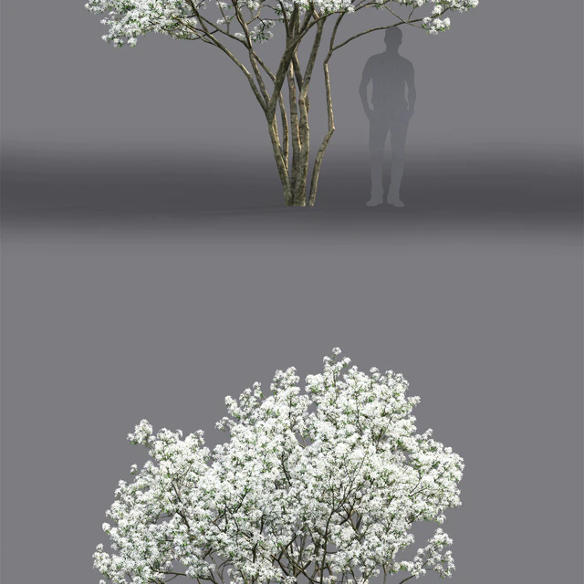 Amelanchier — Descargar
