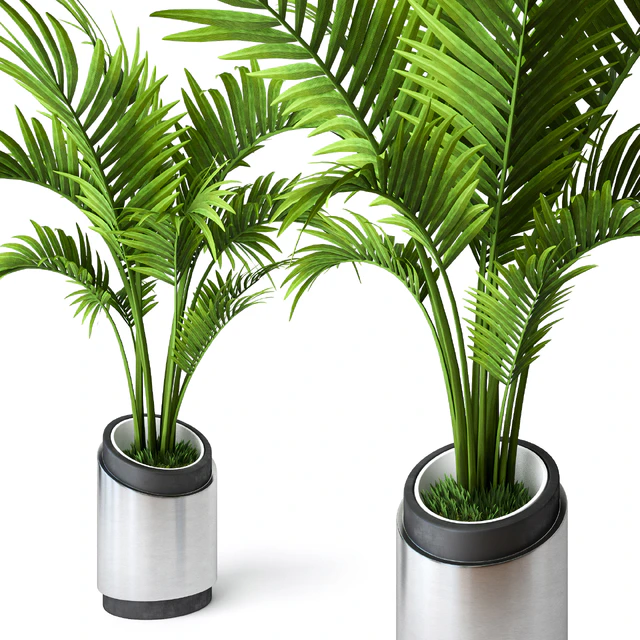 Palm Howea 2 — Скачать