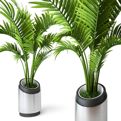 Palm Howea 2 — Вид 3