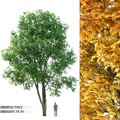 Maple — Вид 1