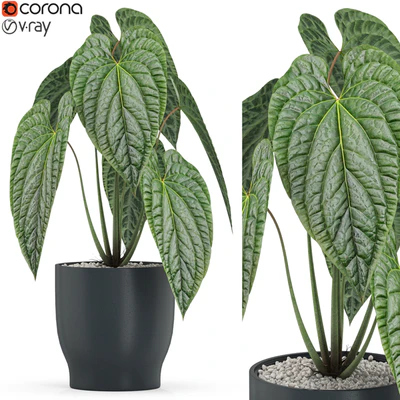 Plants collection 517 — View 1