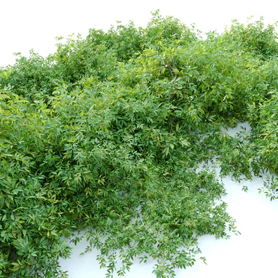 Rudy haag burning bush — Вид 3