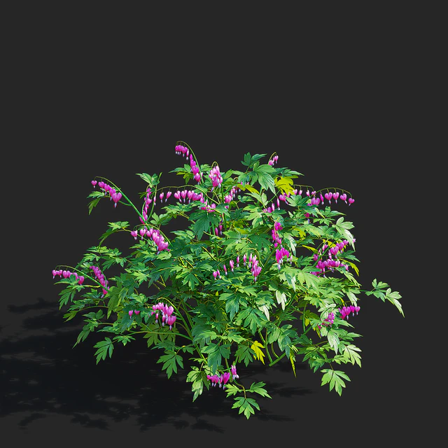 Дицентра великолепная цветы | Dicentra spectabilis — Скачать