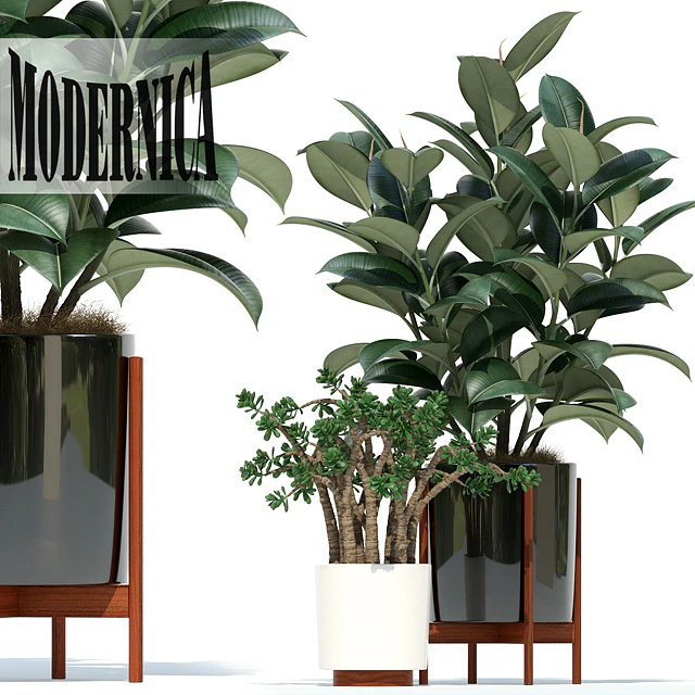 Plants collection 72 Modernica pots — Скачать