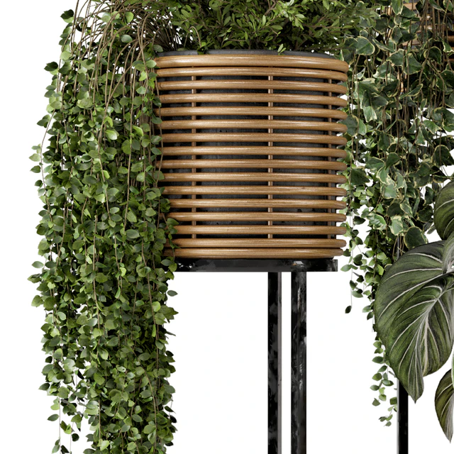 Indoor Plants in natural rattan Pot on Metal Base  - Set 592 — Скачать