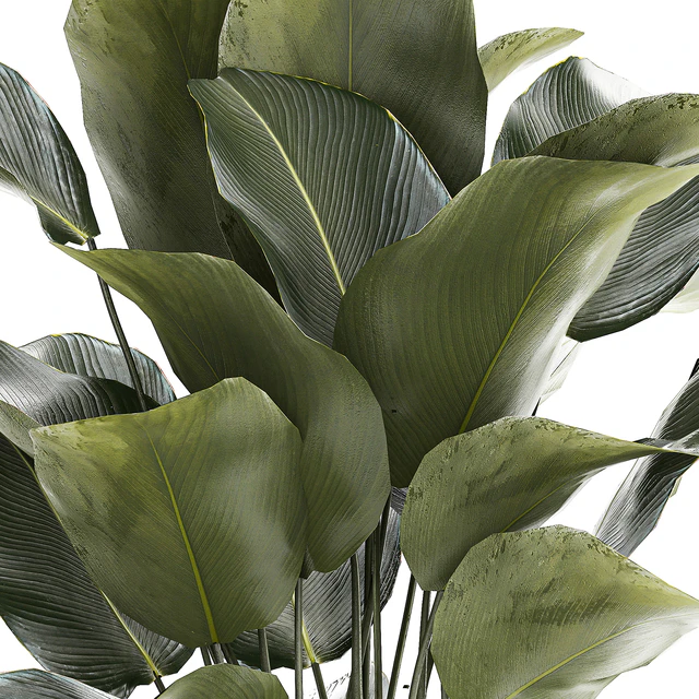 Beautiful exotic plant in a white flower pot Calathea lutea, Strelitzia bush. 1263 — Download