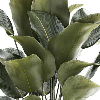 Beautiful exotic plant in a white flower pot Calathea lutea, Strelitzia bush. 1263 — View 3
