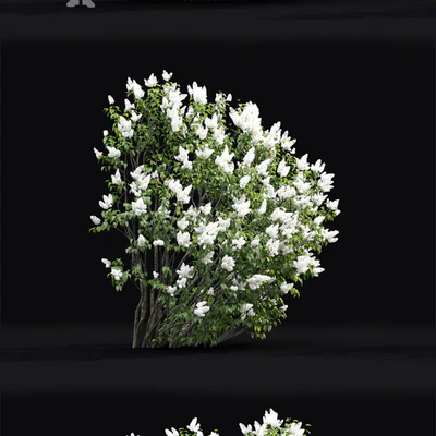 Syringa vulgaris #3 — Вид 3