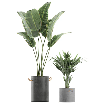 Plant Collection 595. Concrete flowerpot, banana, howea, palm, plumeria, strelitzia, industrial style, Howea forsteriana — Ver 3