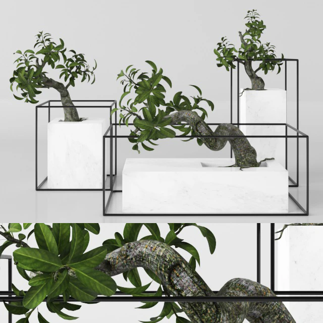 Plants tree 33 bonsai — Descargar
