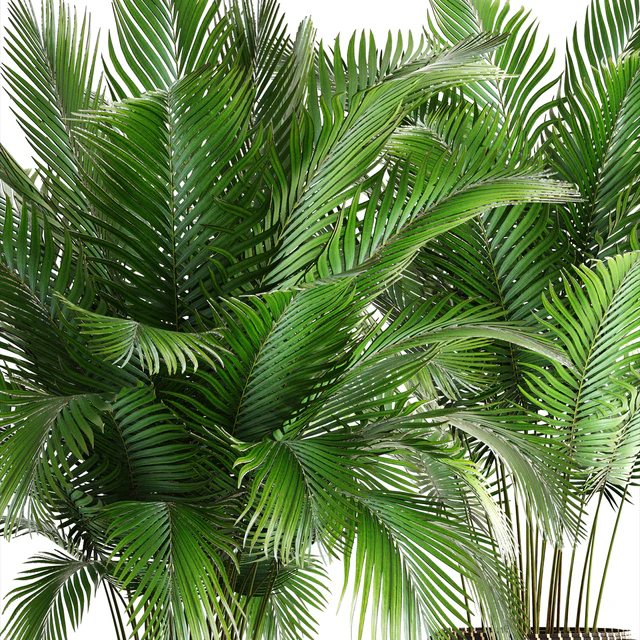 Collection of plants 164. Areca Palm, kentia, hoveya, areca, pot, bush, basket, flowerpot, interior, Howea — Descargar