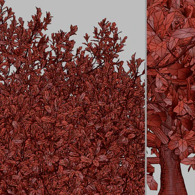 Set of Buxus bodinieri Shrubs (Buxus) (3 Shrubs) — Ver 3