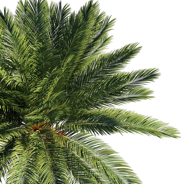 Date palm — Скачать