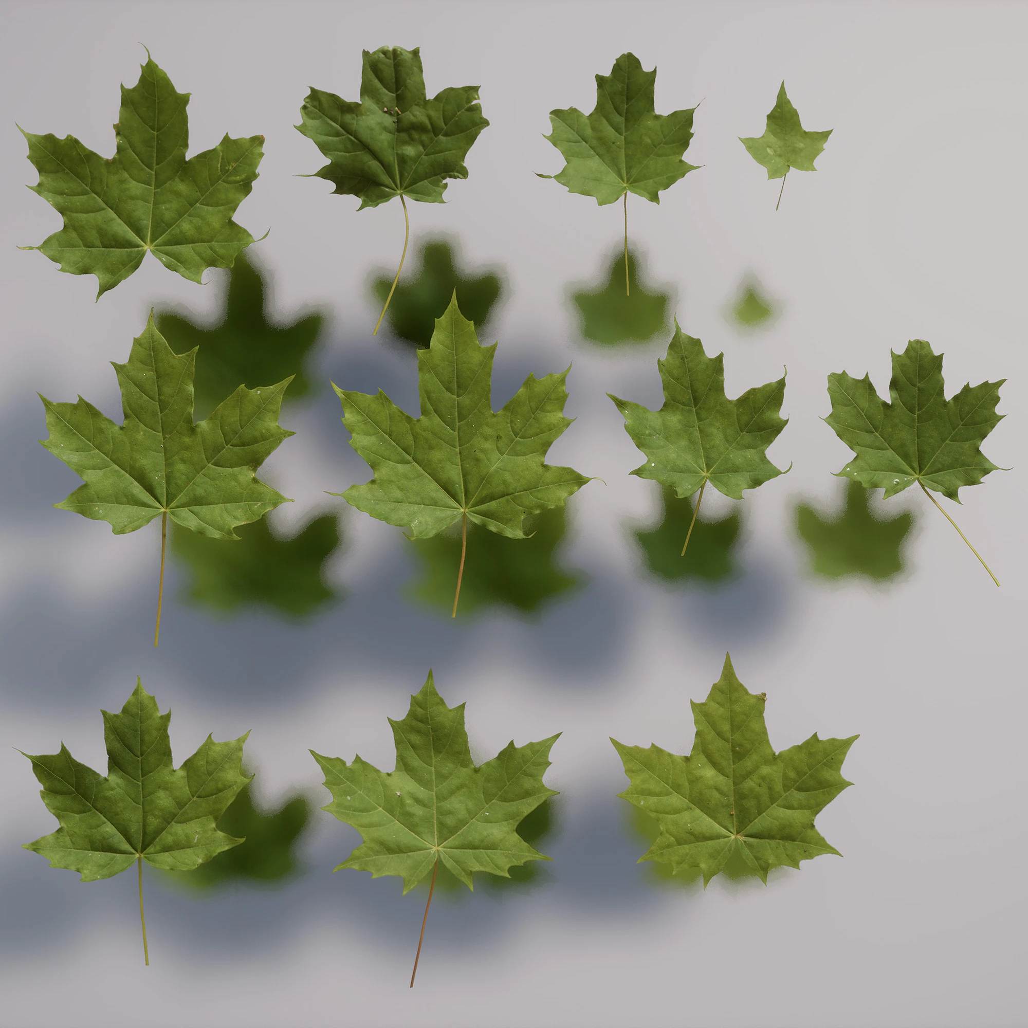 maple small — Скачать