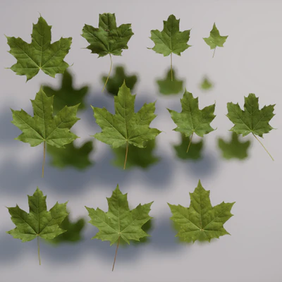 maple small — download