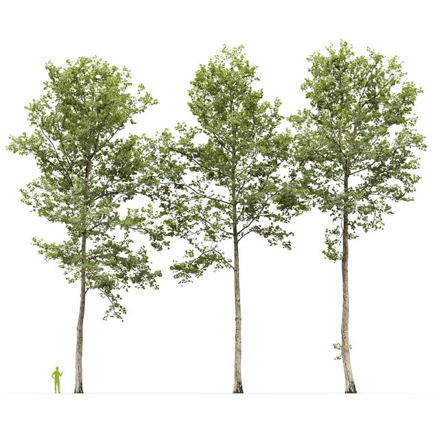 Plane-tree / Sycamore / Platanus #17 — Descargar