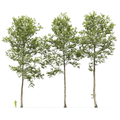 Plane-tree / Sycamore / Platanus #17 — Ver 3