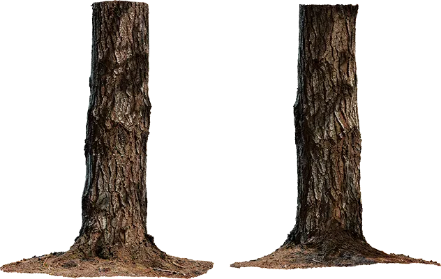 pine tree trunk 003 — Скачать