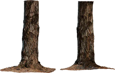pine tree trunk 003 — Скачать