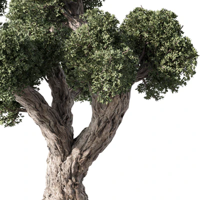 Olive Tree No.56 — View 2