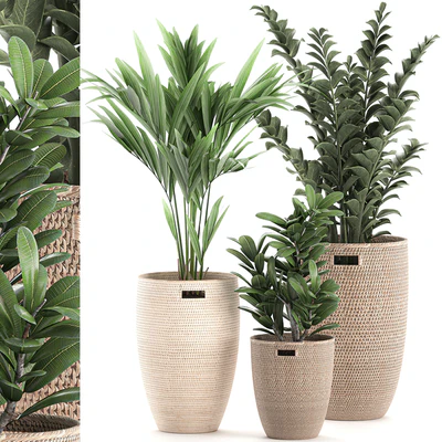 Collection of plants in decorative baskets pots with Zamiokulkas, Money tree, palm tree, hovea. Set 568. — View 1